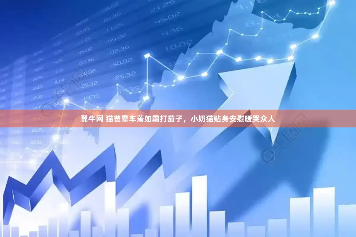翼牛网 猫爸晕车蔫如霜打茄子，小奶猫贴身安慰暖哭众人
