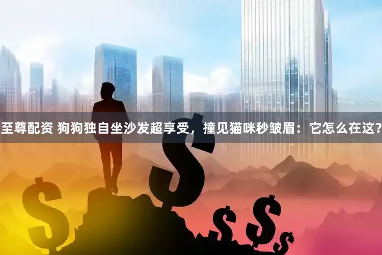 至尊配资 狗狗独自坐沙发超享受，撞见猫咪秒皱眉：它怎么在这？