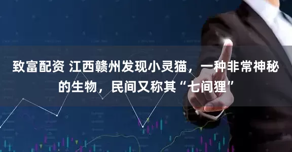 致富配资 江西赣州发现小灵猫，一种非常神秘的生物，民间又称其“七间狸”